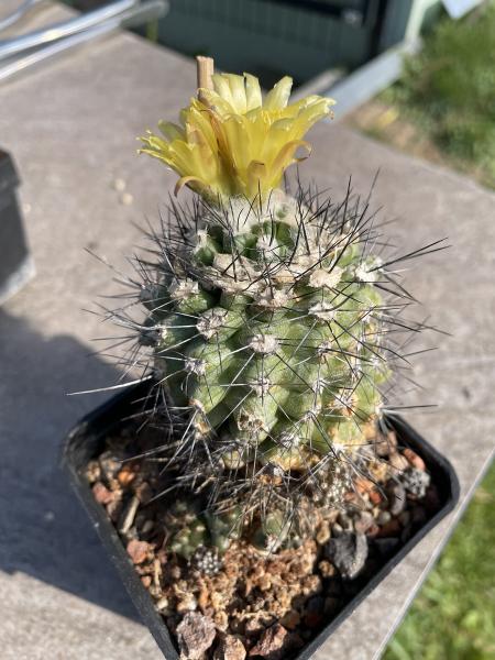 Copiapoa humilis